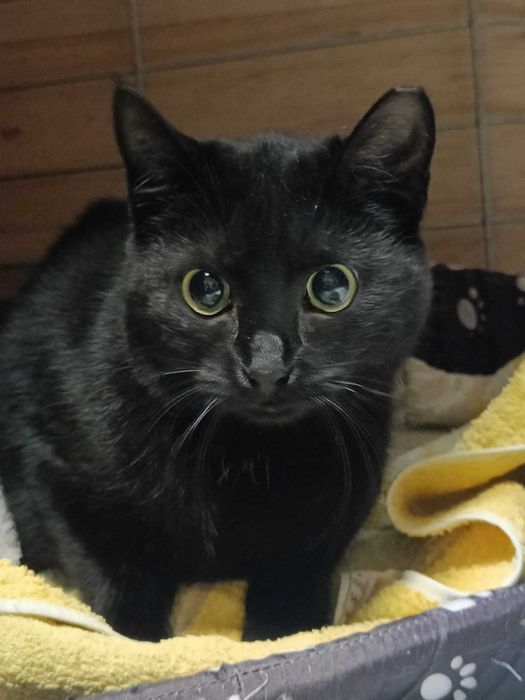 Rumba - najpiękniejsze oczy świata