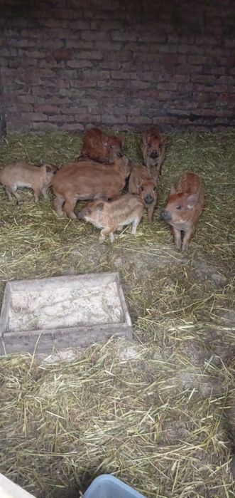 Продам свиней венгерська мангалиця