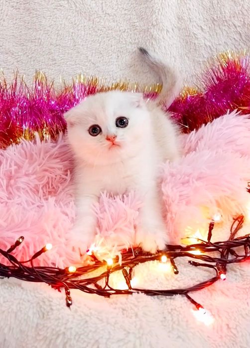 Срібляста шиншилка хлопчик красунчик Скотіш фолд