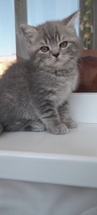 Шотландська пушишка