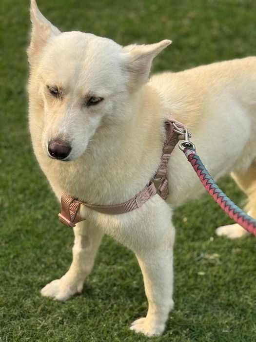 Błękitnooka śnieżynka Akire w typie husky