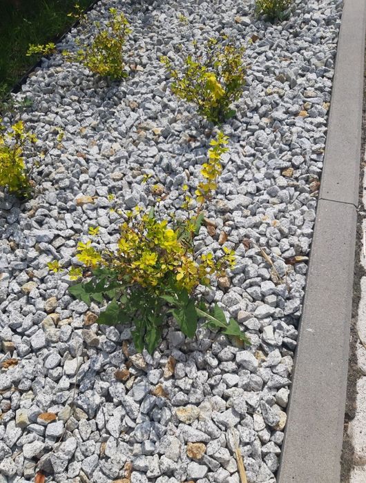 Grys granitowy dalmatyńczyk
