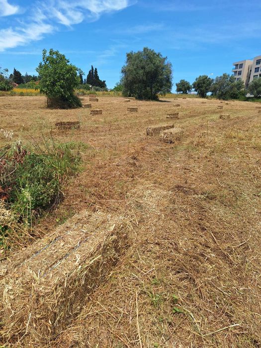 Palha de Aveia e Erva 2026