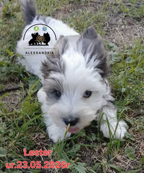 Yorkshire terrier Chłopczyk blueberry Lester