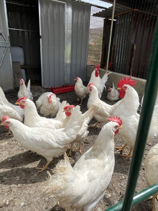 Ovos Leghorn white