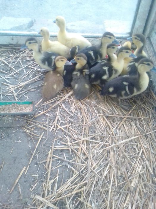 Продам індокаченята  різного віку