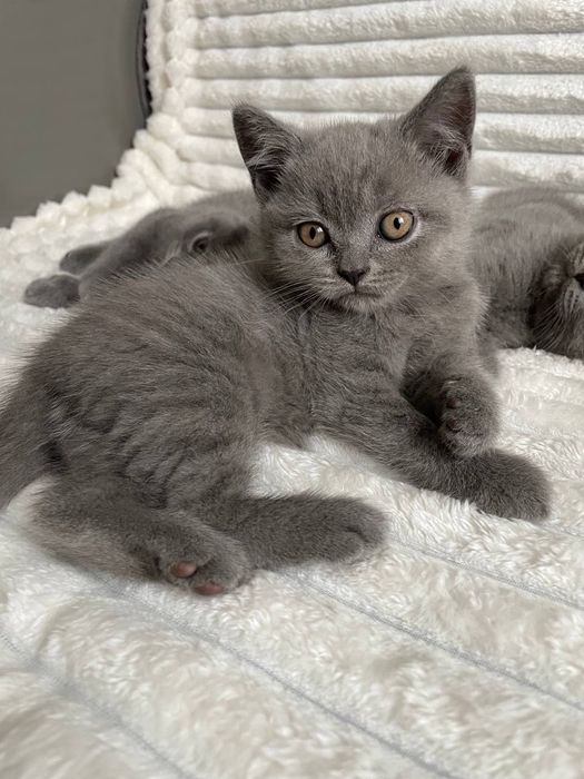 Неймовірні кошенята