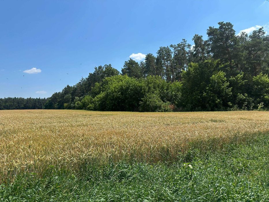 Продаж 335 соток біля лісу