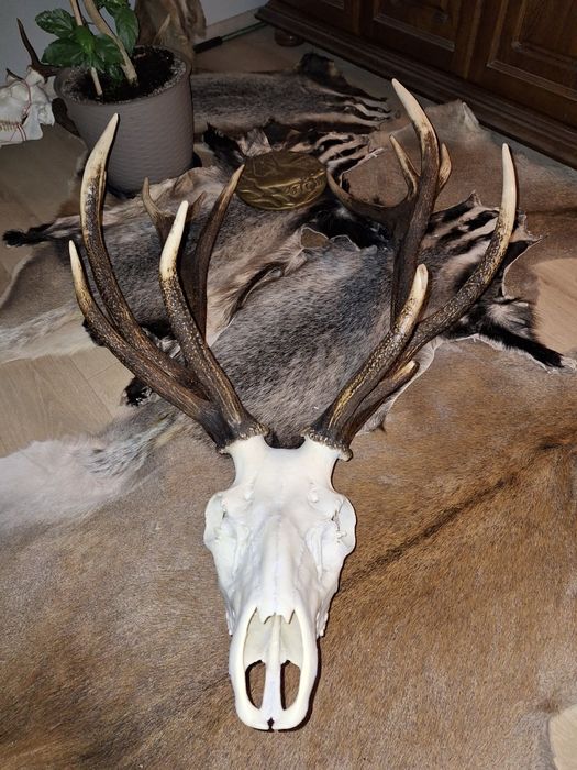 Wieniec jelenia. 7,1kg , poroże, zrzuty