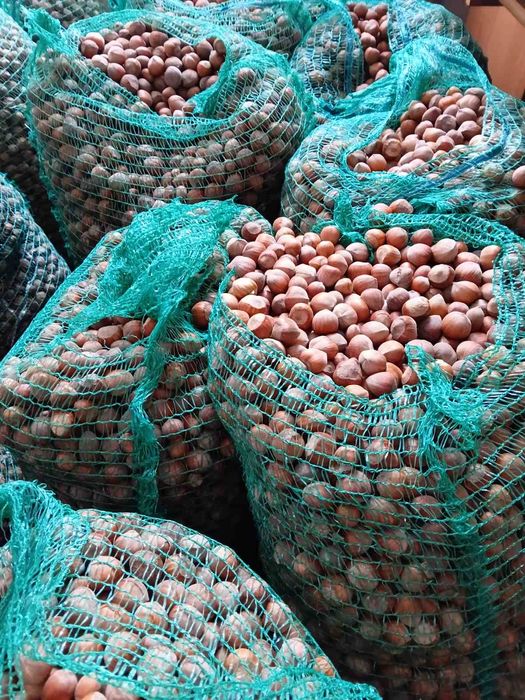 Горіхи  Фундука ()