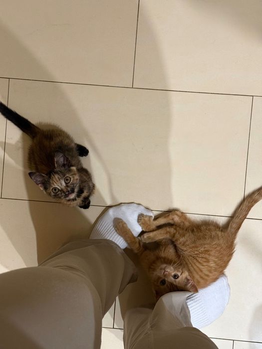 Котики шукають родину