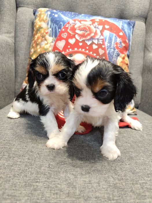 Cavalier King Charles Spaniel, sunia