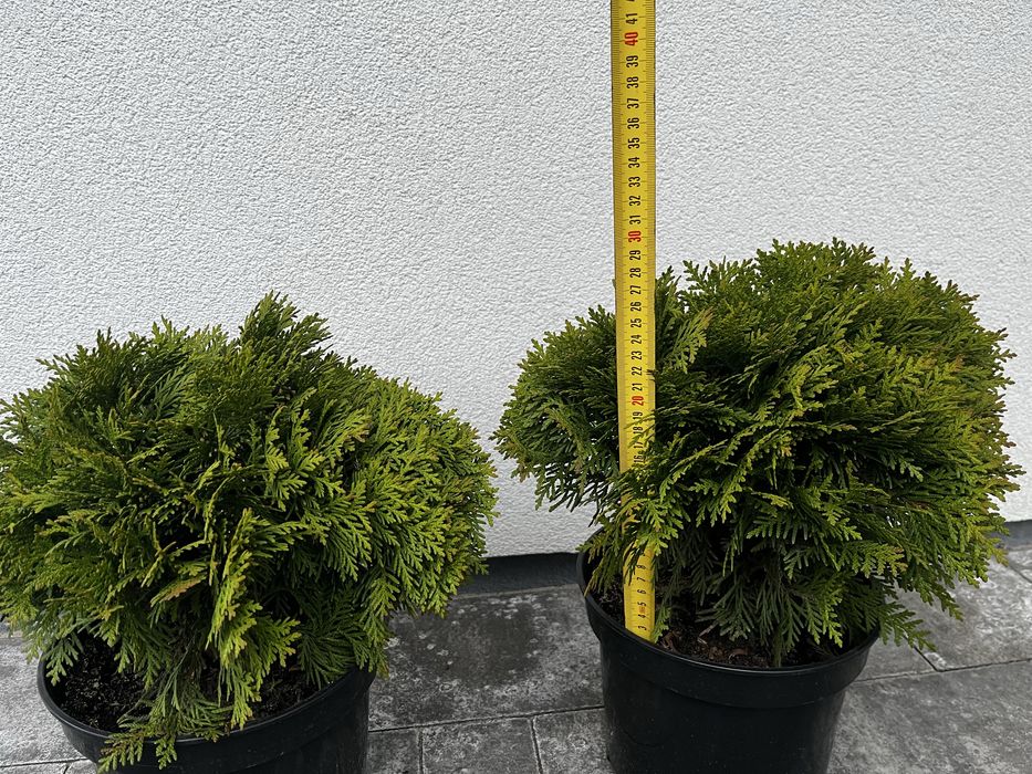 Туя західна Даніка