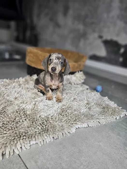 Teckel blue merle disponivel