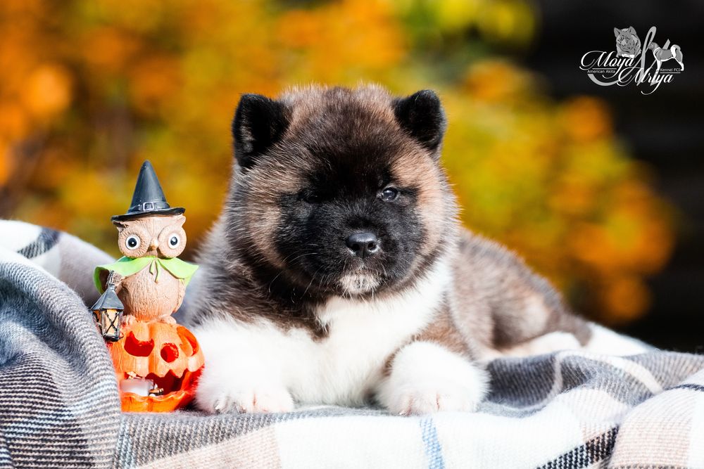 Американська акіта/ американская акита/ american akita