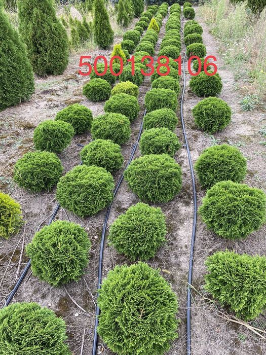 Thuja Tuja Danica z gruntu kulista kula kulka - Nasielsk
