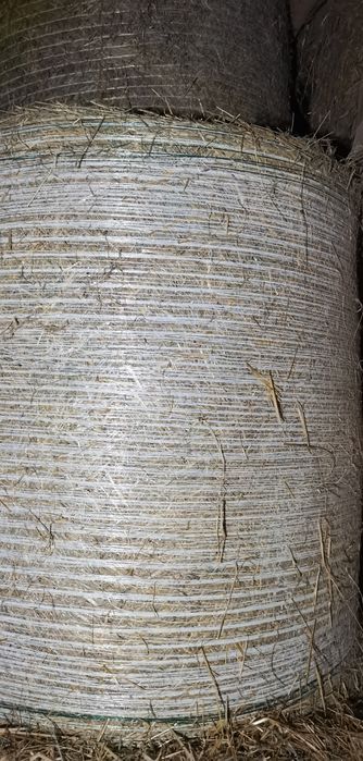 Siano dla koni, 1 pokos