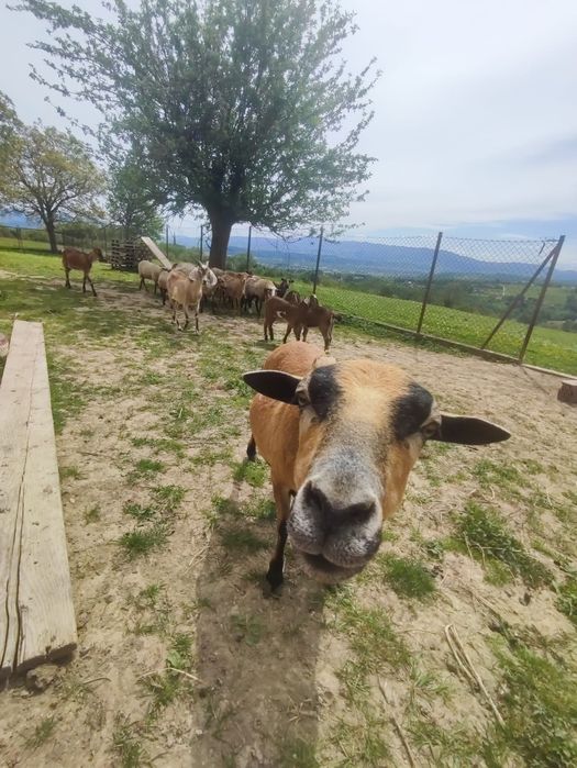Sprzedam konie, kozy, owce