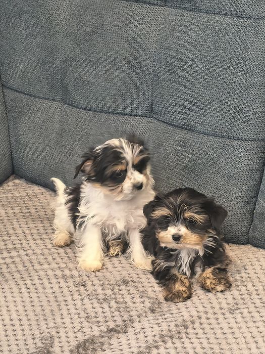 Yorkshire terrier biewer