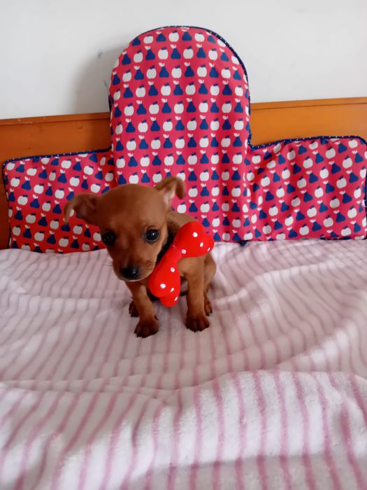 Pinscher Miniatura