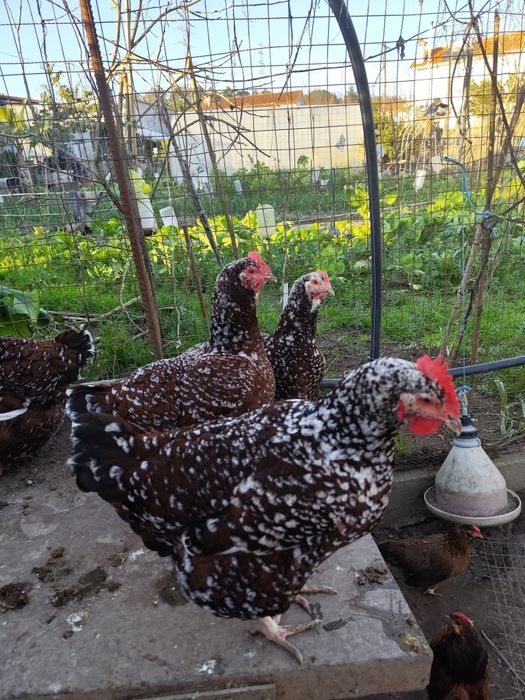 Ovos de tricolor férteis