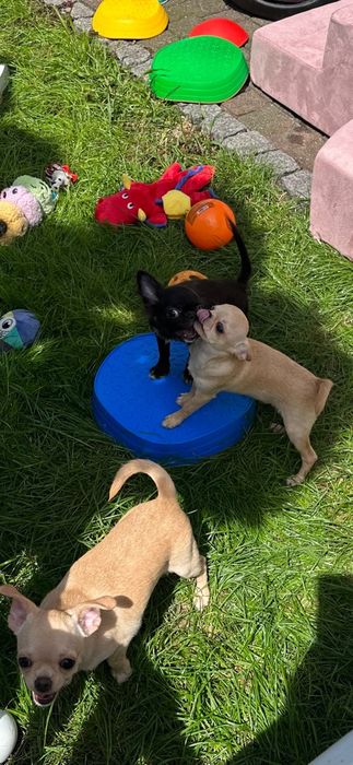 Cudowny chlopiec Chihuahua  dlugowlosy