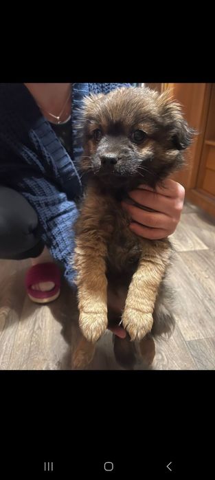 Віддам песиків в хороші руки