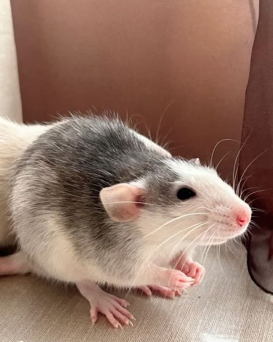 Домашні пацючки Хаскі .