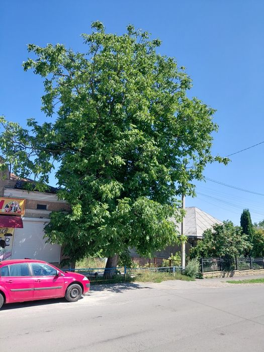 Дерево горіха під зріз