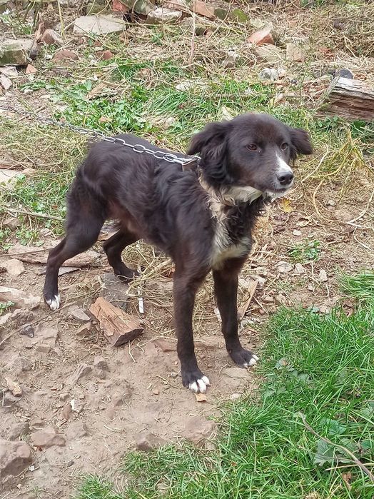 Отдадим собаку. Срочно