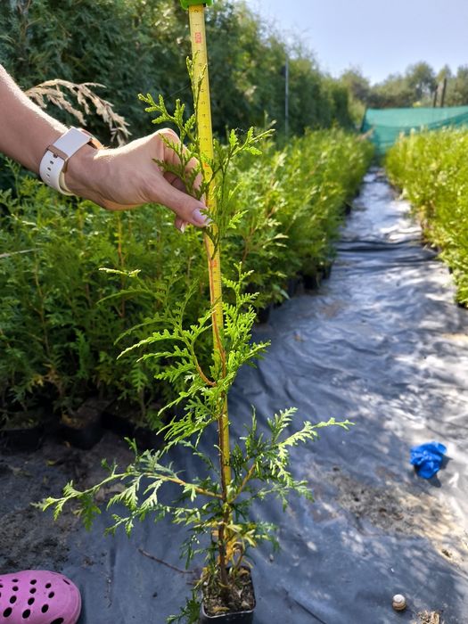 Tuje brabant 80cm, tuje szmaragd 90cm z doniczek, ostatni dzwonek!!!