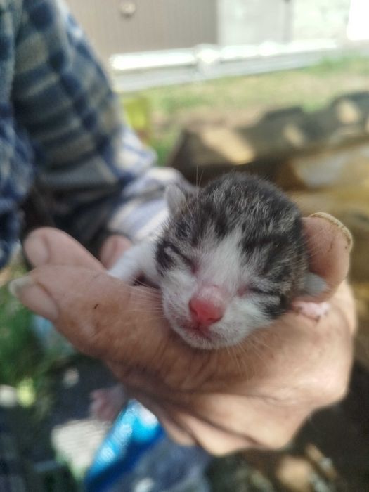 GATINHOS para dar