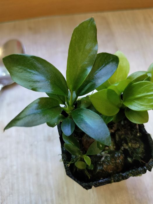 Продам анубиаси.