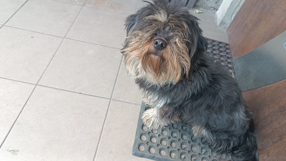 Oddam w dobre ręce,suczka ,,Tośka,,.  Łagodna.