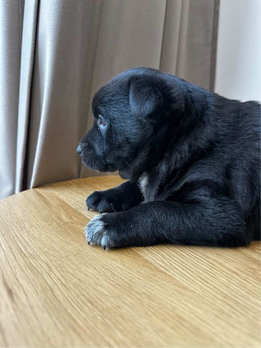 Цуценя (дівчинка) у добрі руки