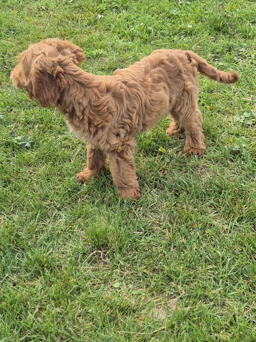 Cockapoo  suczka
