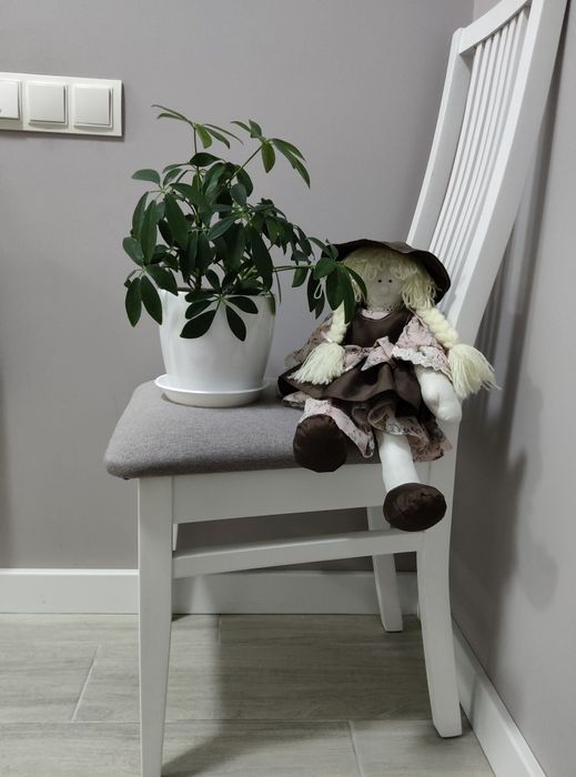 Шефлера, вазон, кімнатні рослини