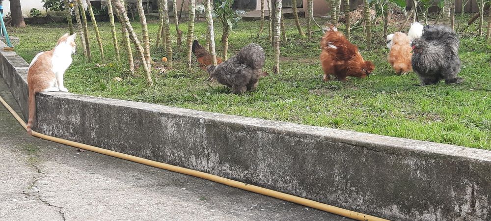 Pintos Sedosas do Japão