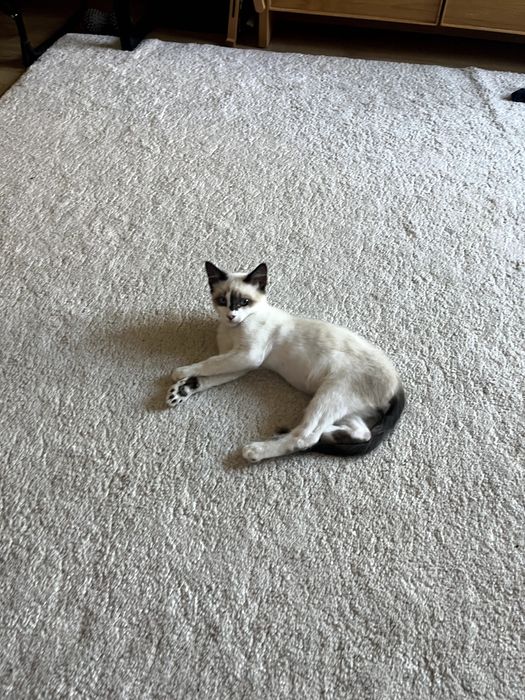 Gato para adoção - 4 meses, Elvis