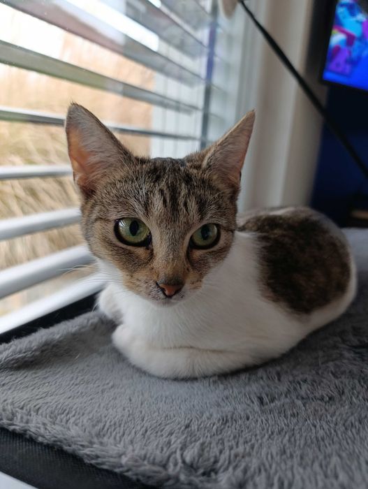 Urocza kotka szuka kochającego domu