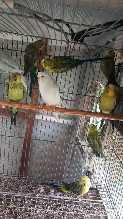 Vendo  periquitos de asas negra novas