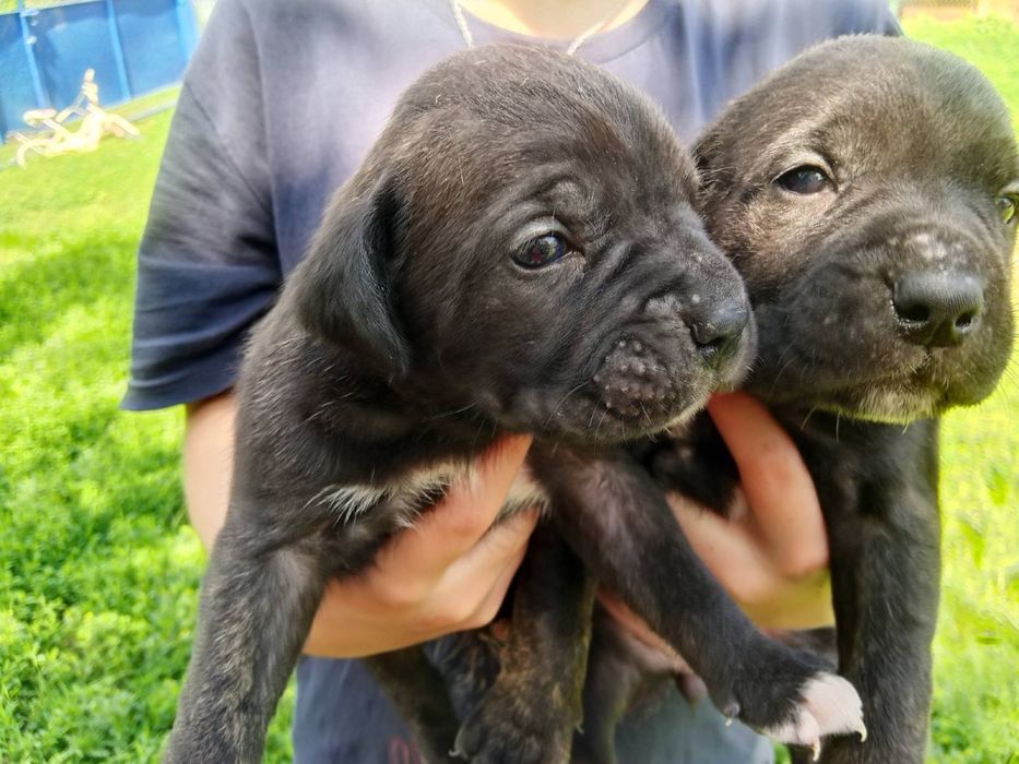 Продам цуценят Кане-Корсо
