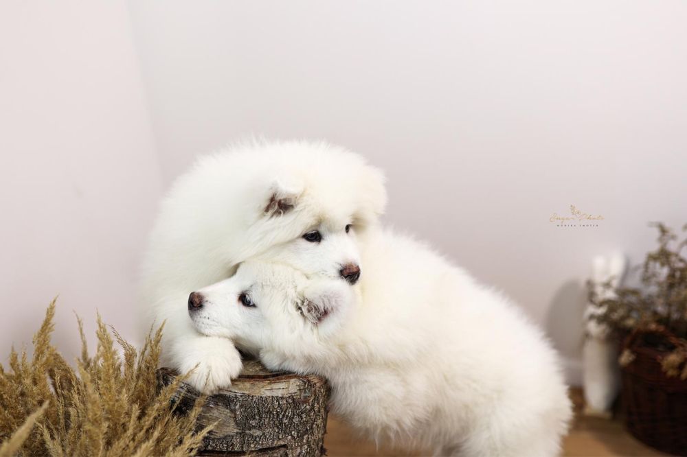 Samoyed Piesek….