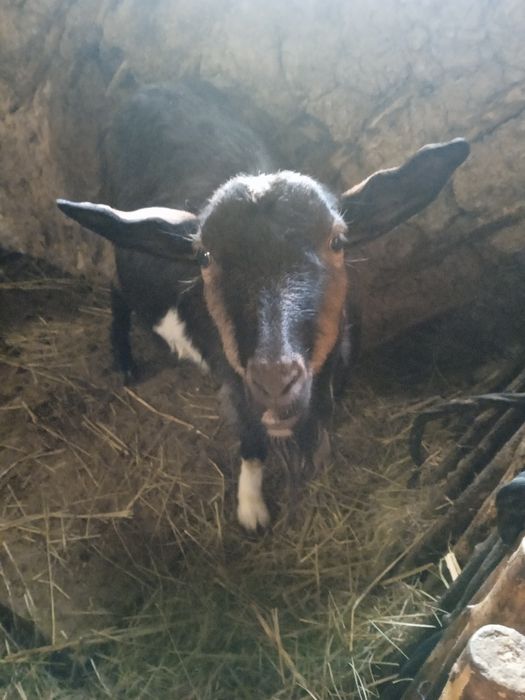 Коза    котная..