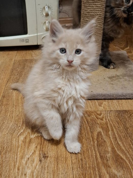 Красотка девчушка