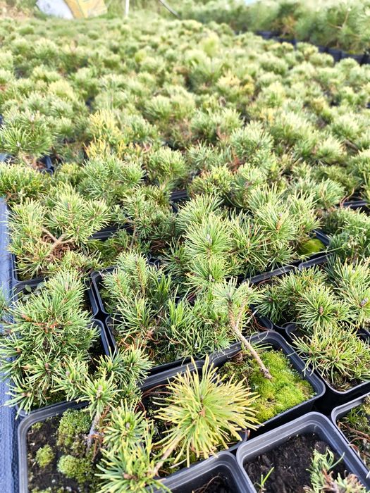 Kosodrzewina Pumilio, sosna górska