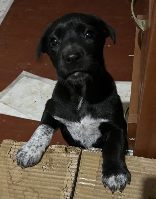 Подарую в хороші руки