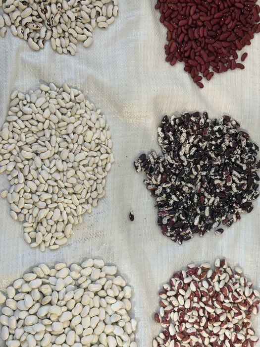 Продам квасолю.