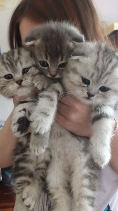 Вислоухий кот вязка