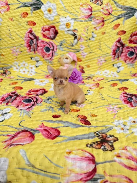 Chihuahua fêmea mini